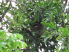 Bradypus variegatus