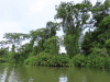 Rainforest Tortuguero