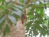Streak-headed Woodcreeper (Lepidocolaptes souleyetii)