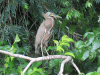 Bare-throated Tiger Heron (Tigrisoma mexicanum)