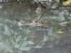 Caiman crocodilus fuscus