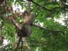 Hoffman's Two-toed Sloth (Choloepus hoffmanni)