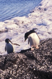 Antarctica bird page