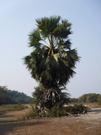 Bangladesh nature page