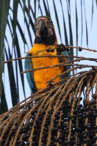 BOLIVIA BIRDS Banner
