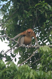 Borneo Fauna