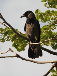 Bosnia And Herzegovina Birds