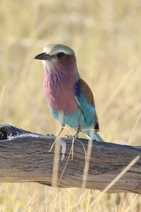 Botswana bird page