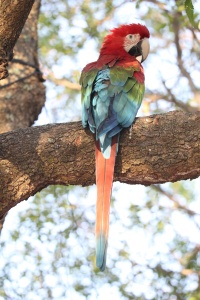 Brazil bird page