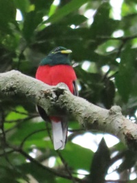 Congo bird page