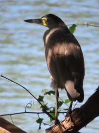 COSTA RICA BIRDS Banner