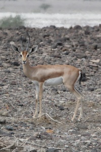Djibouti nature page