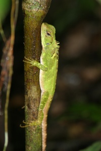 Ecuador nature page