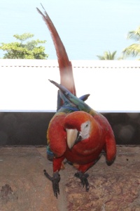 FRENCH GUIANA BIRDS Banner