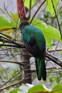 Guatemala Birds