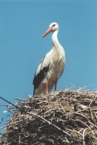 Hungary bird page