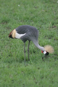 Kenya bird page