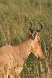 Kenya nature page