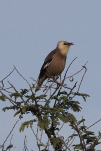 Myanmar Birds