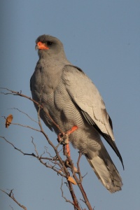 NAMIBIA BIRDS Banner