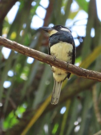 PANAMA BIRDS Banner