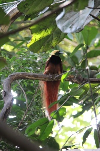 Papua bird page