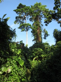 Papua nature page