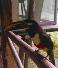 PERU BIRDS Banner