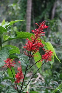 Puerto Rico nature page