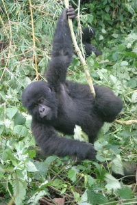 Rwanda nature page