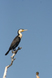 SENEGAL BIRDS Banner