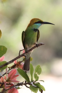 Sri Lanka bird page