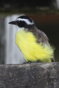 Suriname bird page