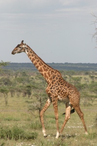 Tanzania nature page