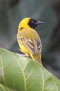 UGANDA BIRDS Banner