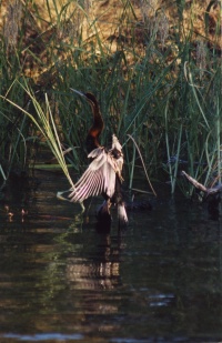 Victoria Falls bird page