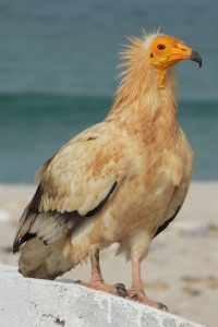 Yemen Birds