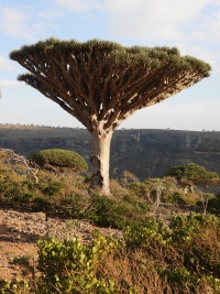 Yemen Nature