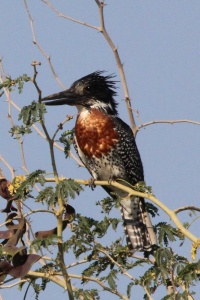 ZAMBIA BIRDS Banner