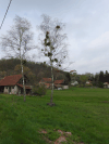 Tree Full Mistletoe