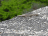 Common Wall Lizard (Podarcis muralis)
