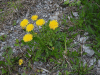 Dandelion (Taraxacum sp.)