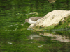 Common Sandpiper (Actitis hypoleucos)