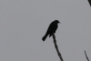 Tawny-shouldered Blackbird (Agelaius humeralis)