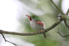 Birds in Cuba