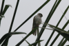 Cuban Kestrel (Falco sparverius sparverioides)