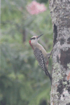West Indian Woodpecker (Melanerpes superciliaris)