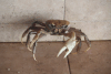 Blue Land Crab (Cardisoma guanhumi)