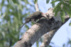 Cuban Green Woodpecker (Xiphidiopicus percussus)