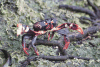 Black Land Crab (Gecarcinus ruricola)